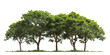 © DIMENSIONS - The image showcases vibrant green trees in a serene park setting, their leaves full of life, with the background removed to highlight the peaceful scene against a clear backdrop.