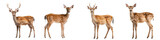 Four deer standing in various poses, isolated on a white background.