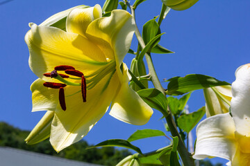 yellow lilium flowers with burgeons and green leafs