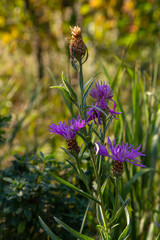 Wall Mural - Blooming meadow knapweed, Centaurea jacea, on the meadow