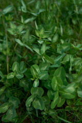 Naklejka na meble a leaves of young clover among the grass