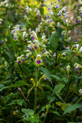 Wall Mural - Summer among the wild herbs blossoms of nettle Galeopsis speciosa