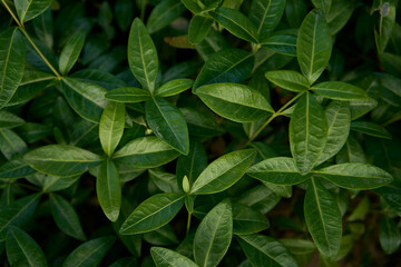 periwinkle in the garden, plant background