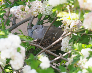 The Eurasian collared dove, Streptopelia decaocto, on the nest in a blooming snowball tree in spring