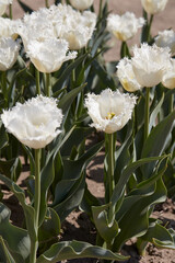 Wall Mural - Tulip Honey Moon white fringed flowers and field in spring sunlight