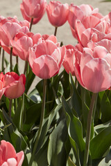 Wall Mural - Tulip Mystic van Eijk, pink flowers in spring sunlight