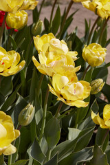 Wall Mural - Tulip Akebono, yellow flowers in spring sunlight