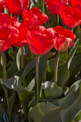 Wall Mural - Tulip Red Impression flowers in spring sunlight