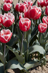 Wall Mural - Tulip Lech Walesa, red pink and white flowers in spring sunlight