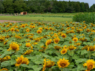 Wall Mural - Yellow sunflowers blooming in field