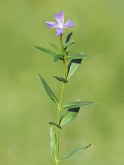 Wall Mural - Blue flower of herbaceous periwinkle plant, Vinca herbacea