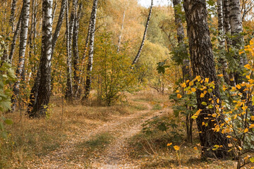 Beautiful autumn landscape. Russian nature and culture. Background of birch trees, wood texture. Birch with falling leaves in late autumn.