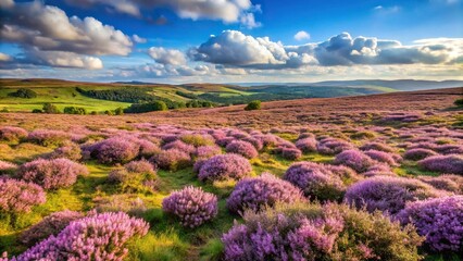 Upland heathland landscape with blooming flowers