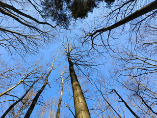 tree crowns in the forest seen from down angle with sky in the background, in the spring