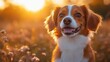 © julija - playful nederlandse kooikerhondje dog portrait alert expression outdoor natural setting soft bokeh background