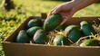 © kaiserseeing - Hand Picking Fresh Avocado in Bright Outdoor Setting