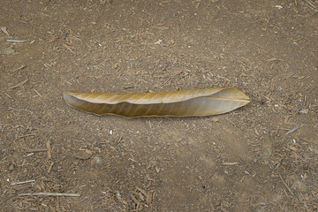 Dry leaves or dead leaves isolated on white background, clipping path material