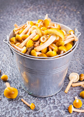 Wall Mural - Edible honey mushrooms on the dark table