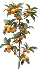 a fruitful loquat tree displaying ripe, orange fruits against a neutral background on a sunny day