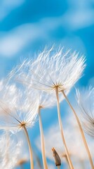 Wall Mural - Dandelion Flower Under Blue Sky, Minimalist, Abstract Image, Texture, Pattern Background, Wallpaper, Cover and Screen of Smartphone, PC, Laptop, 9:16 and 16:9 Format