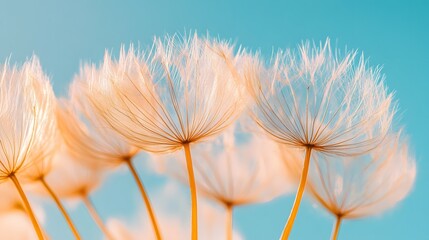 Wall Mural - Dandelion Flower Under Blue Sky, Minimalist, Abstract Image, Texture, Pattern Background, Wallpaper, Cover and Screen of Smartphone, PC, Laptop, 9:16 and 16:9 Format