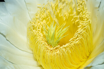 Evening or night-blooming dragon flower petals are seen in detail on a white background. The dragon flower is a large flower surrounded by white-yellow petals. Sweet, tasty, and rich in nutrients