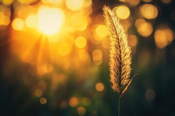 Wall Mural - A close-up of a glowing grass stalk against a sunset backdrop, creating a serene atmosphere.