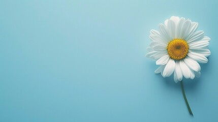 Wall Mural - Single Daisy on a Blue Background