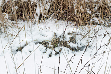 Real white snow on dry autumn grass