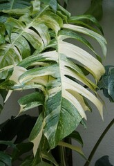 Wall Mural - Closeup of the matured leaf of Epipremnum Pinnatum Albo, a popular climbing tropical plant