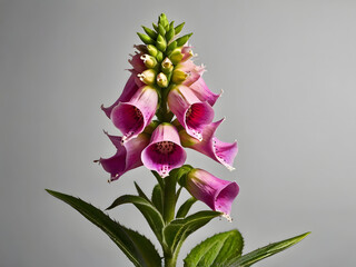 Foxglove, Modern indoor plant isolate