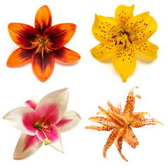 Wall Mural - Collection yellow, pink and orange lily flower isolated on white background