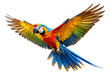 © Rehana - flying Moroccan parrot isolated on white background