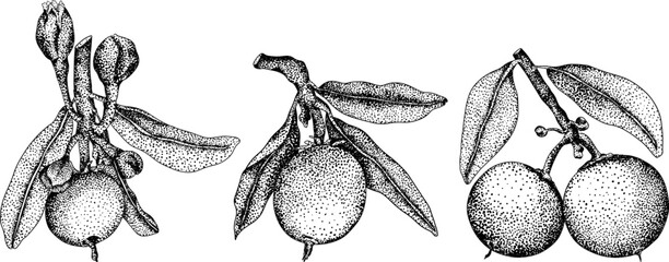 Chiku elements. Sapodilla naseberry pouteria engraving fruits. Vector botanical design of exotic tropical fruit