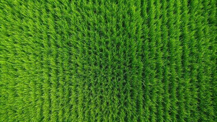 green grass texture background