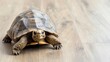 © JAYDA RIN - Tortoise slowly making its way across a hardwood floor, exploring its home environment   tortoise, home pet life