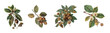 © Maureen - set of Chestnut old botanical illustration, isolated on transparent