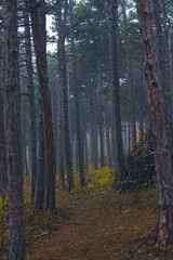 Wall Mural - misty autumn forest in the morning 