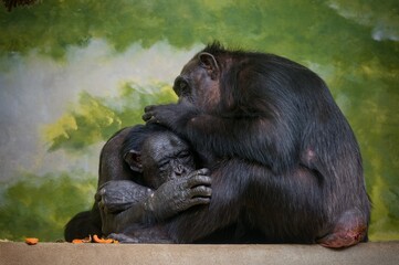 mother and baby, chimpanz
