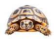 © PAPADOMUS - a close up of a tortoise