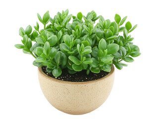 Wall Mural - a potted plant with green leaves