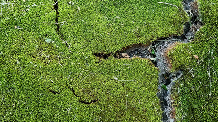 Green moss background texture for design.  Dry autumn moss. Selective focus