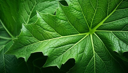 Wall Mural - Detailed close-up of textured green burdock foliage. Macro photography focus