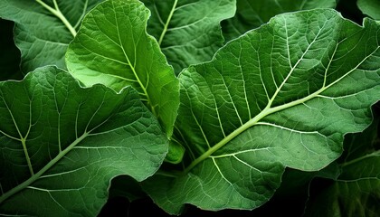 Wall Mural - Detailed close-up of textured green burdock foliage. Macro photography focus