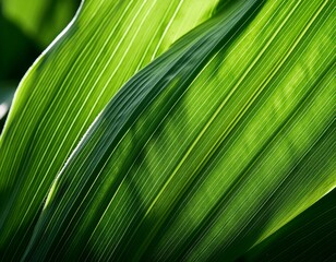 Wall Mural - Emerald sunlit corn leaf in macro focus - a detailed view highlighting texture and diagonal angle