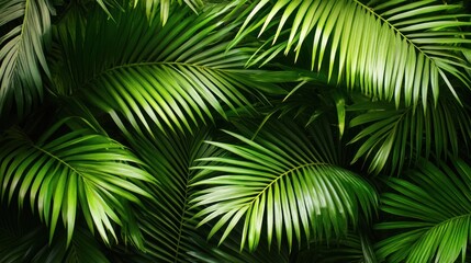 Wall Mural - Palm Leaves