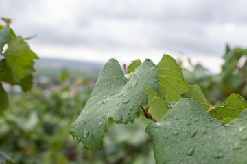 Vigne en fleur au moment des vendanges 