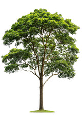 A tall mahogany tree with a straight trunk and rich, deep green leaves, isolated on transparent background, PNG file