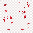 © Oleh - Falling rose petals. Red petals on transparent background Vector illustration
