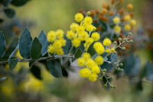 Wattle Tree Free Stock Photo - Public Domain Pictures